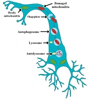 Arch Neurosci